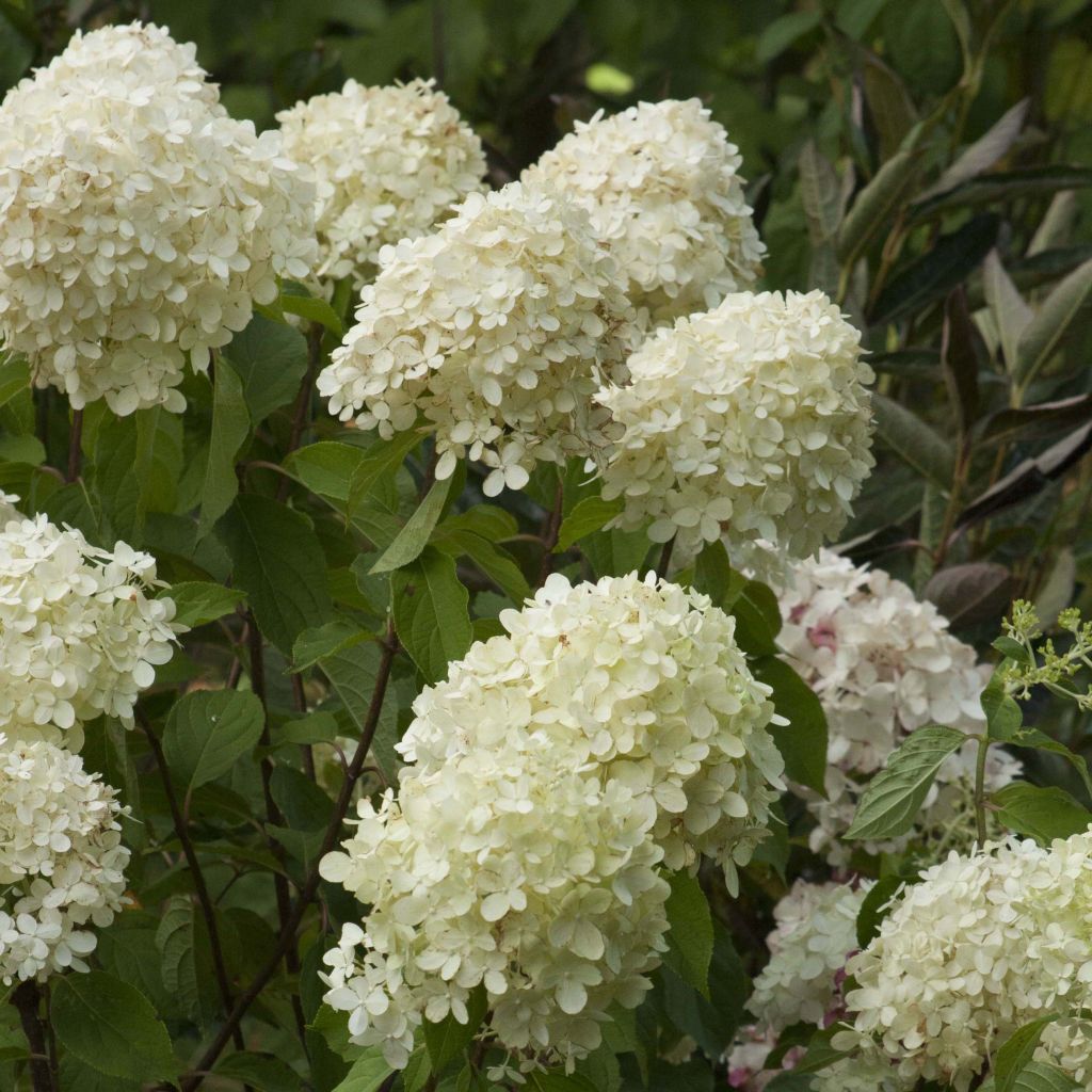 Hydrangea paniculata Limelight - Pluimhortensia