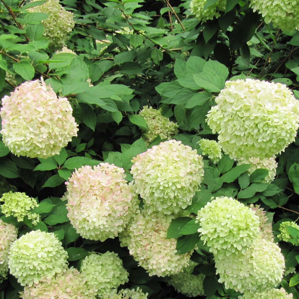 Hydrangea paniculata Limelight - Pluimhortensia