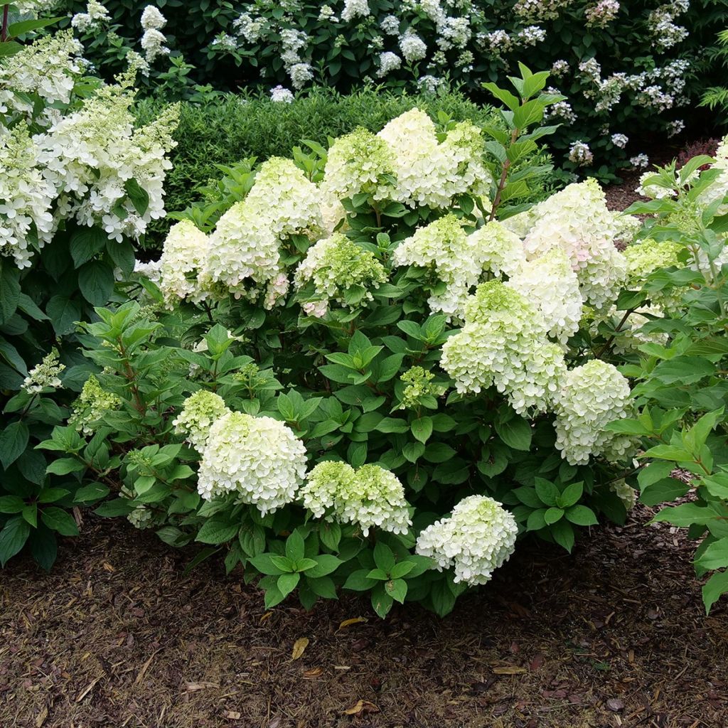 Hydrangea paniculata Little Lime® Punch - Dwergpluimhortensia