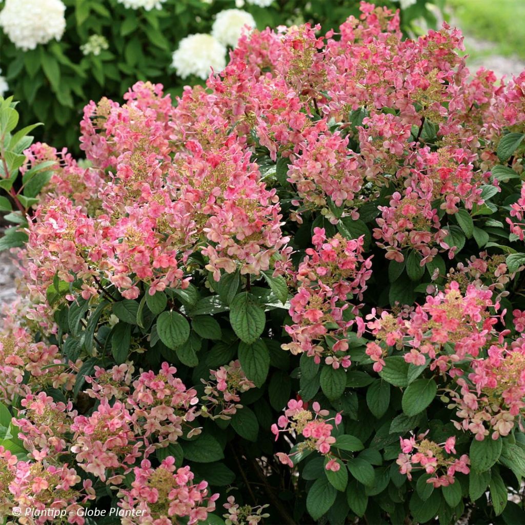 Hydrangea paniculata Little Quick Fire - Dwergpluimhortensia