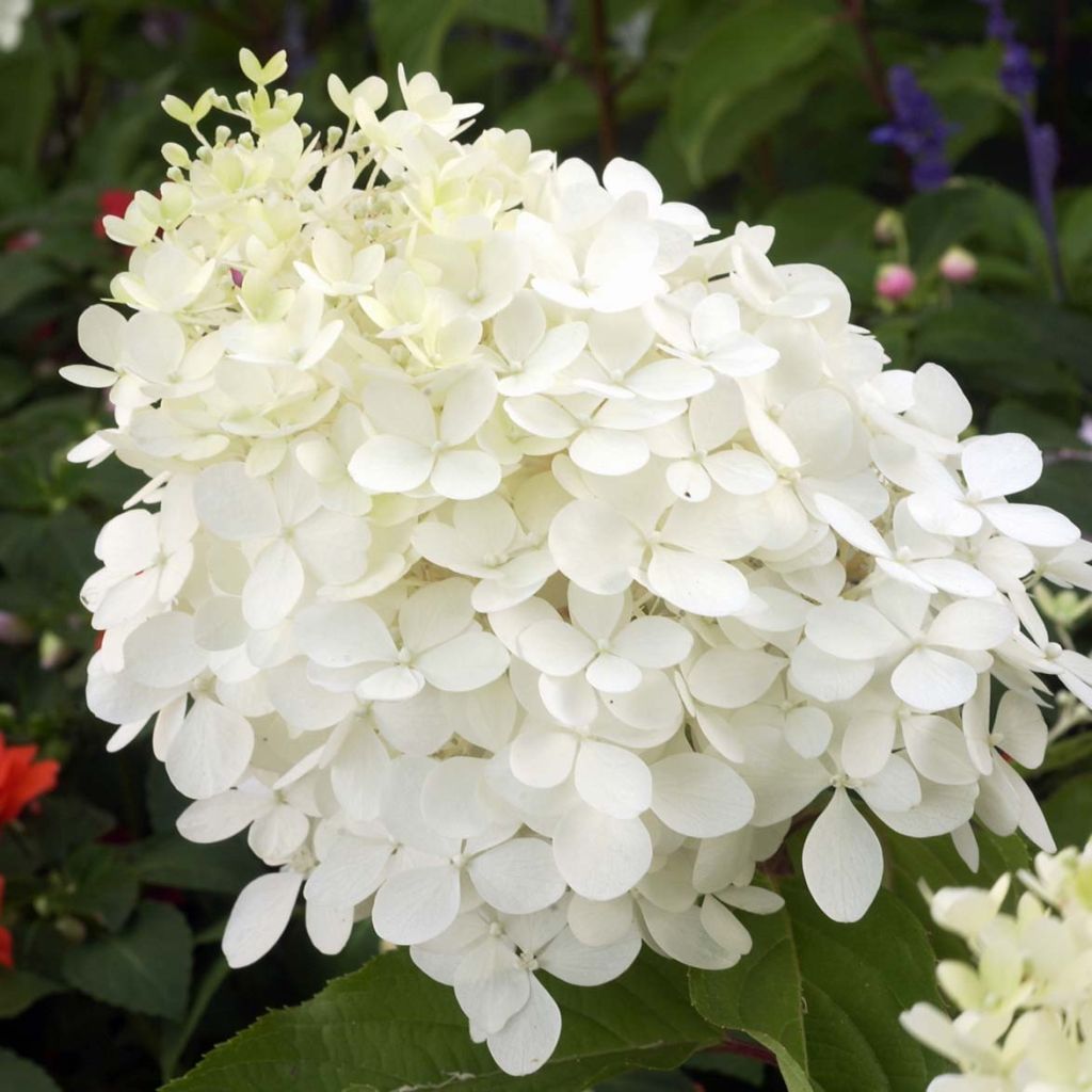 Hydrangea paniculata Phantom - Pluimhortensia