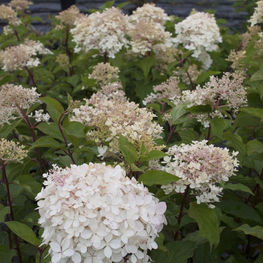 Hydrangea paniculata Phantom - Pluimhortensia