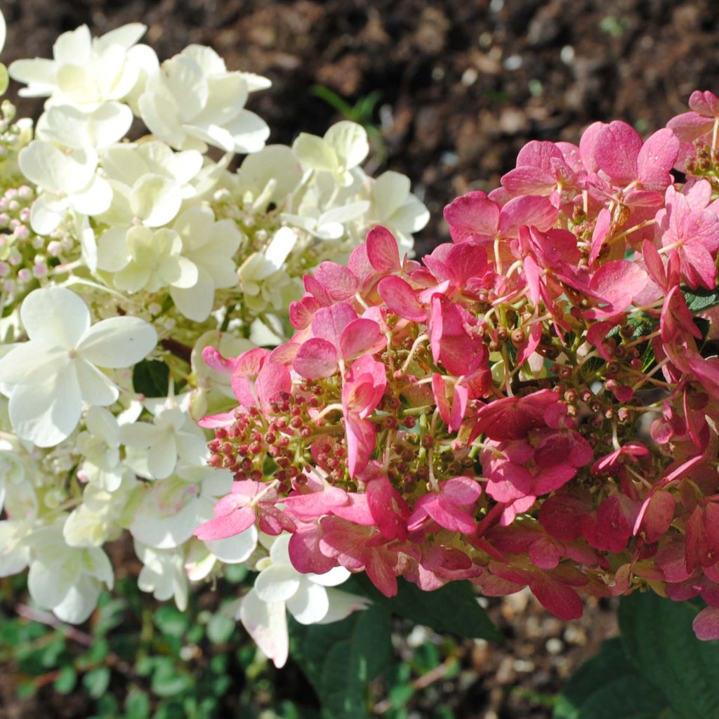 Hydrangea paniculata Pinky Winky - Pluimhortensia