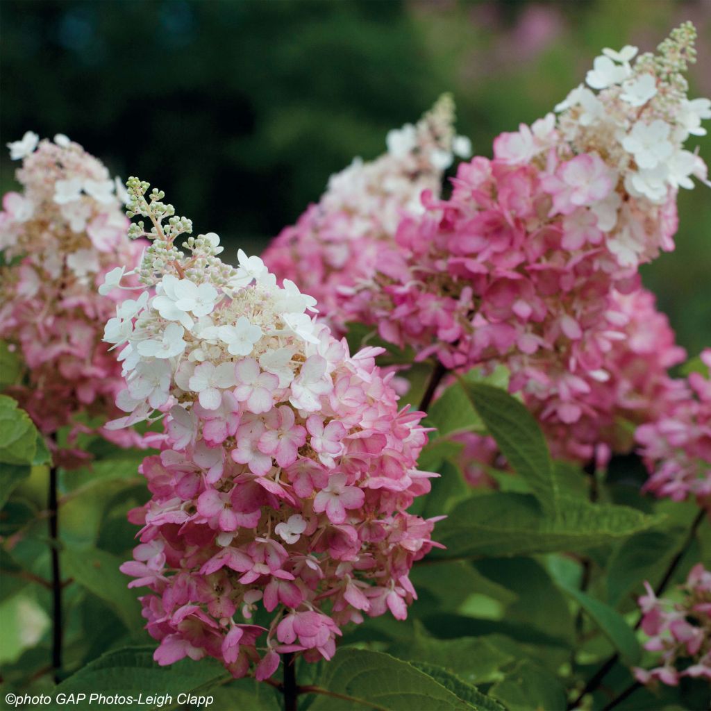 Hydrangea paniculata Pinky Winky - Pluimhortensia