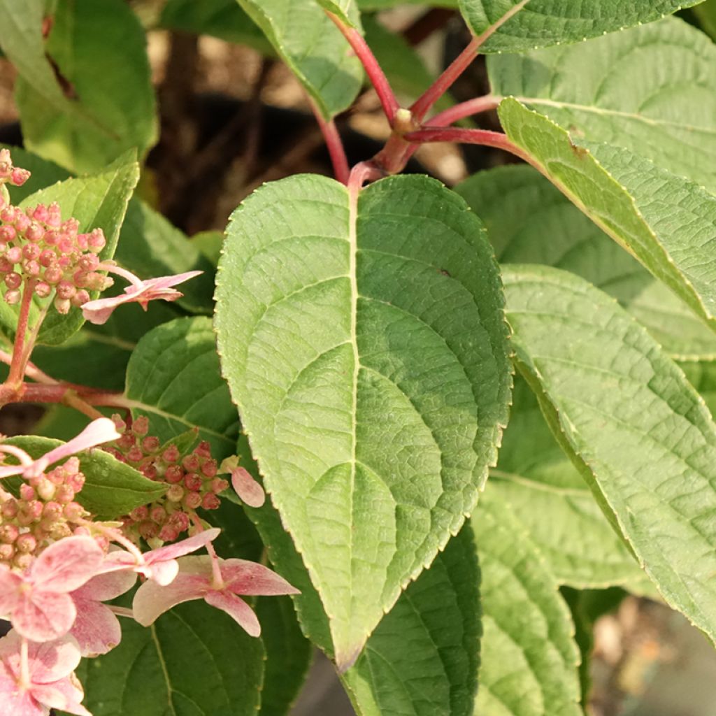 Hydrangea paniculata Switch Ophelia - Pluimhortensia