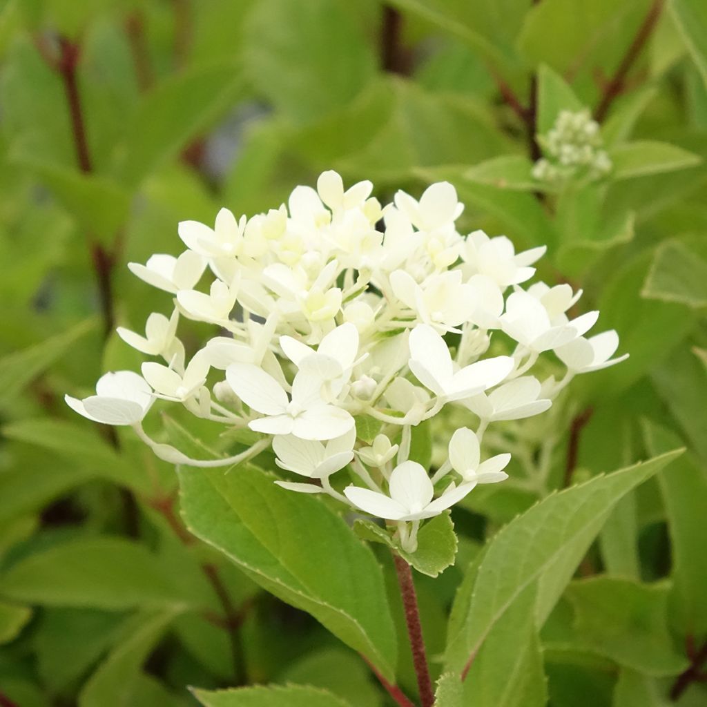 Hydrangea paniculata Unique - Pluimhortensia