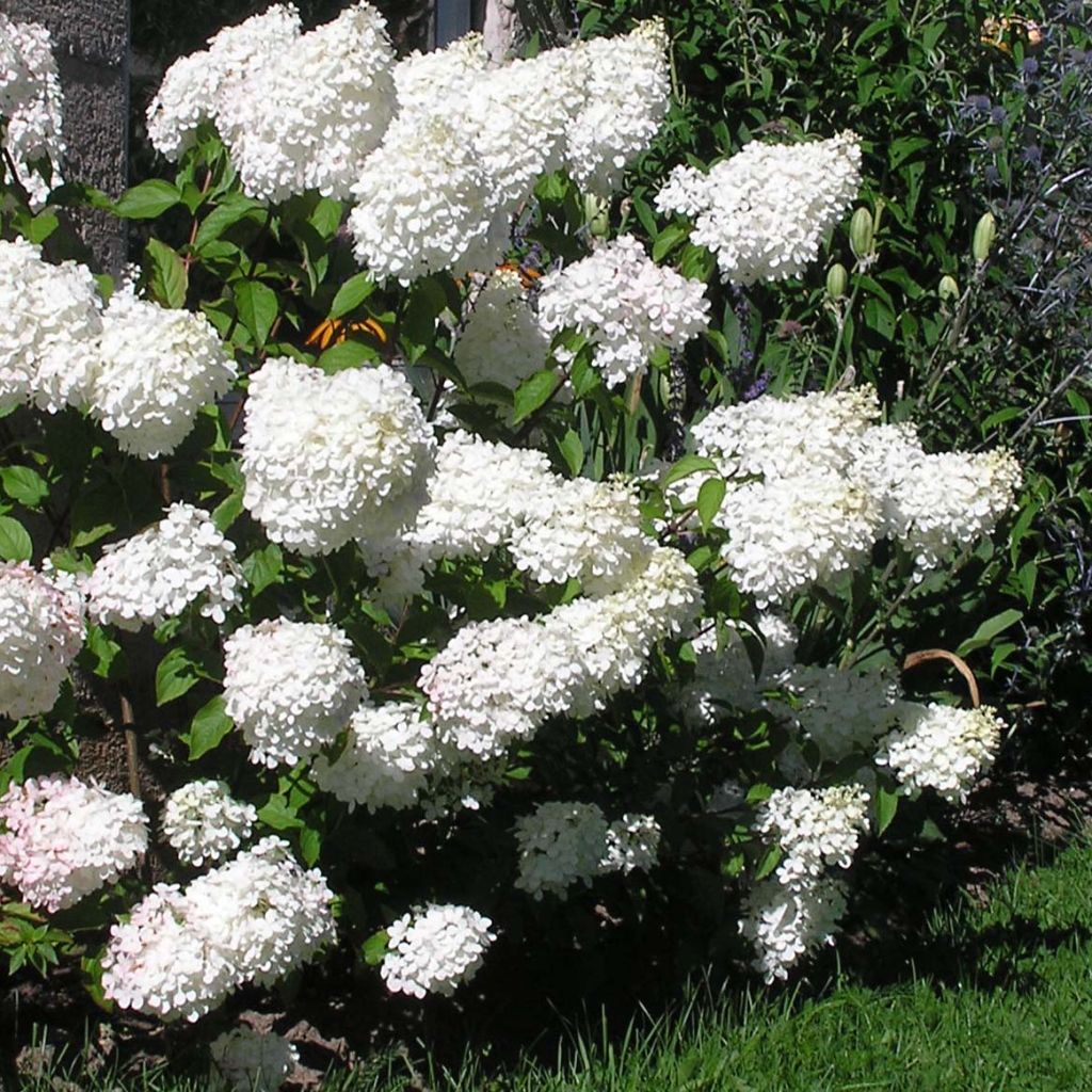 Hydrangea paniculata Vanille Fraise - pluimhortensia