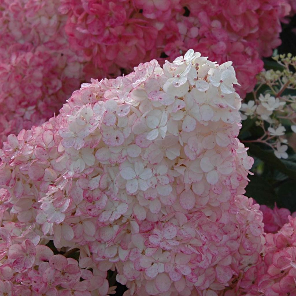 Hydrangea paniculata Vanille Fraise - pluimhortensia