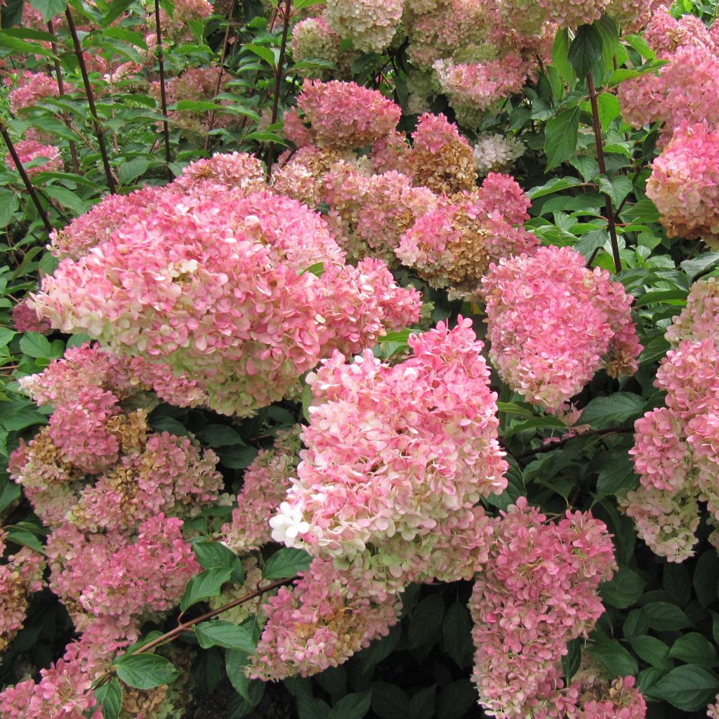 Hydrangea paniculata Vanille Fraise - pluimhortensia