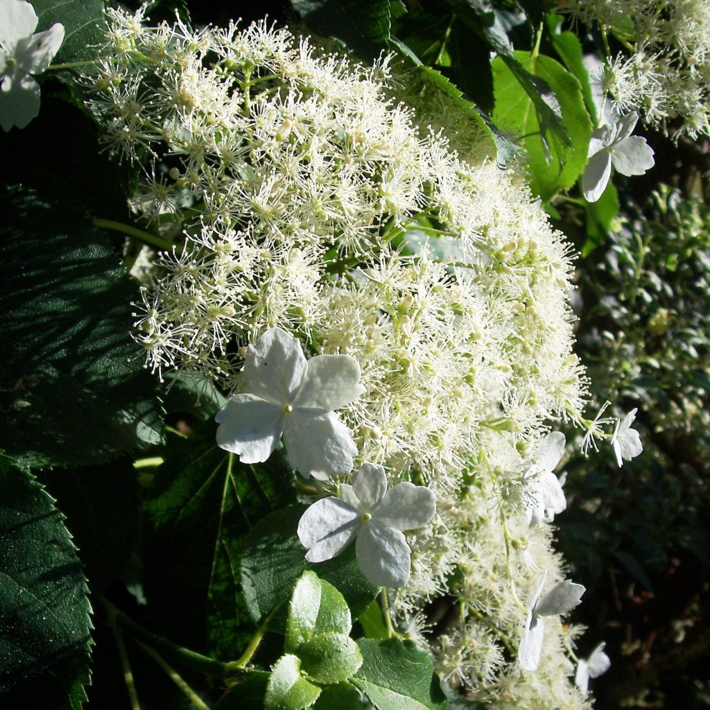 Hydrangea petiolaris - Klimhortensia