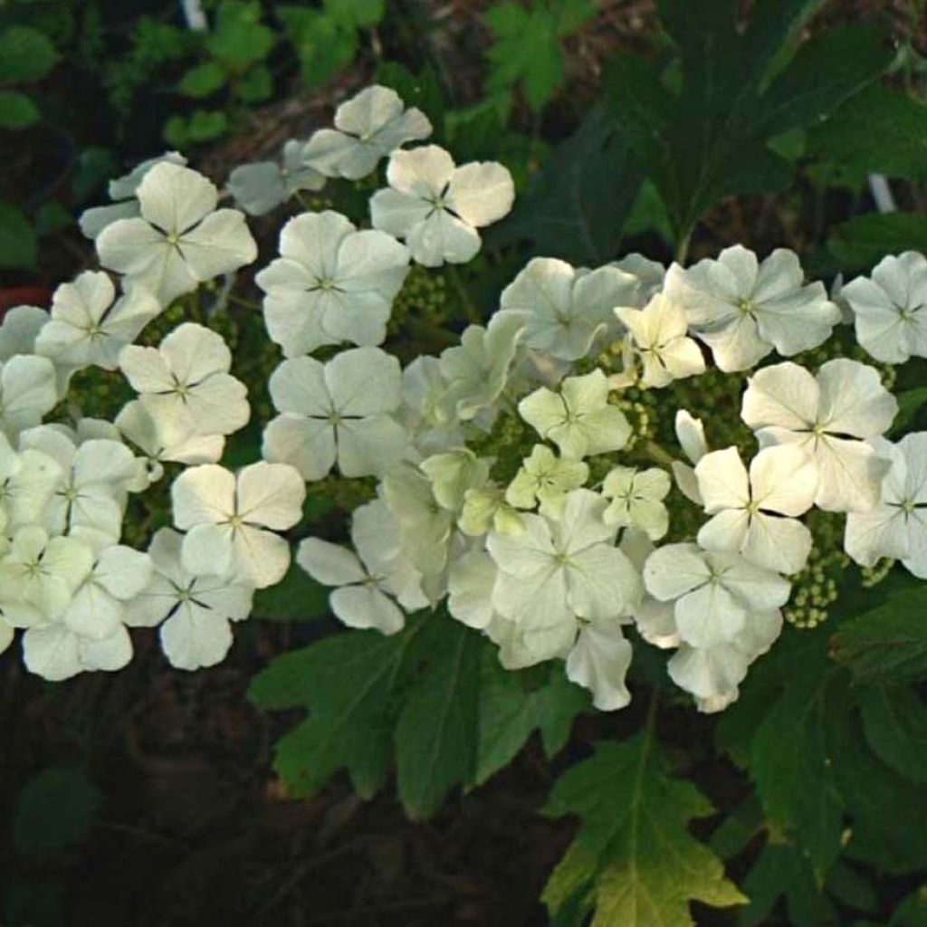 Hydrangea quercifolia Ice Crystal - Eikenbladhortensia
