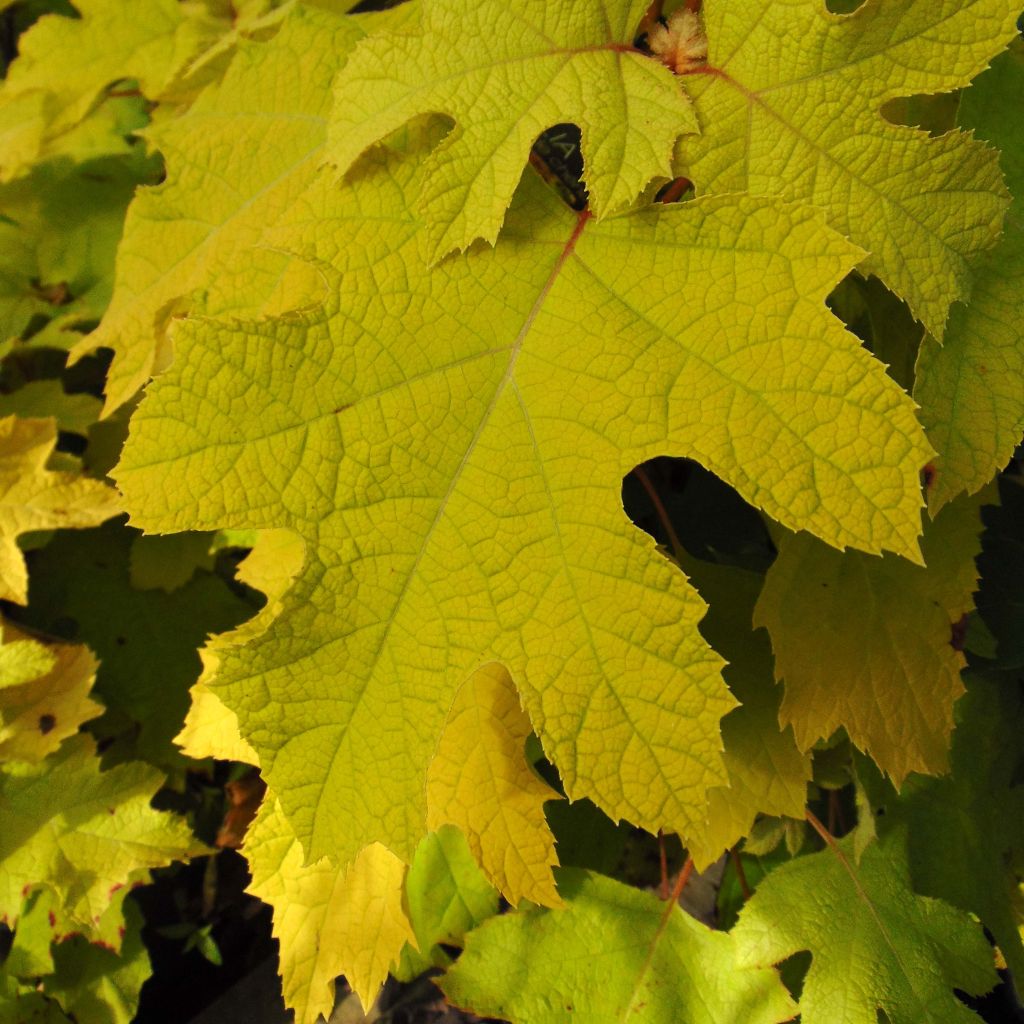 Hydrangea quercifolia Little Honey - Eikenbladhortensia