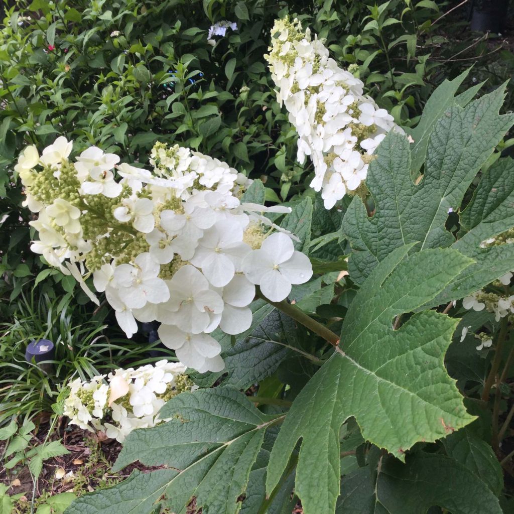 Hydrangea quercifolia Snow Queen - Eikenbladhortensia