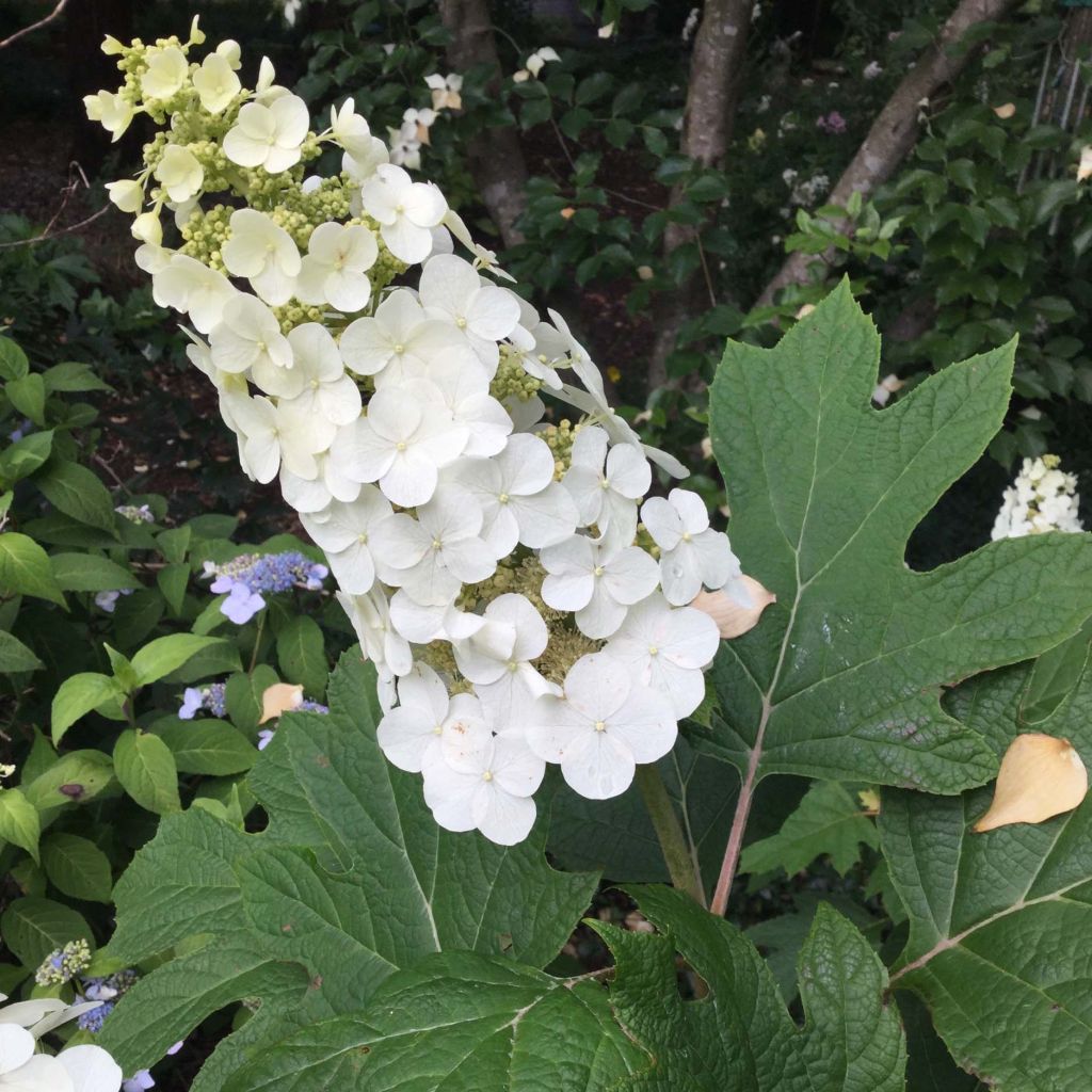 Hydrangea quercifolia Snow Queen - Eikenbladhortensia