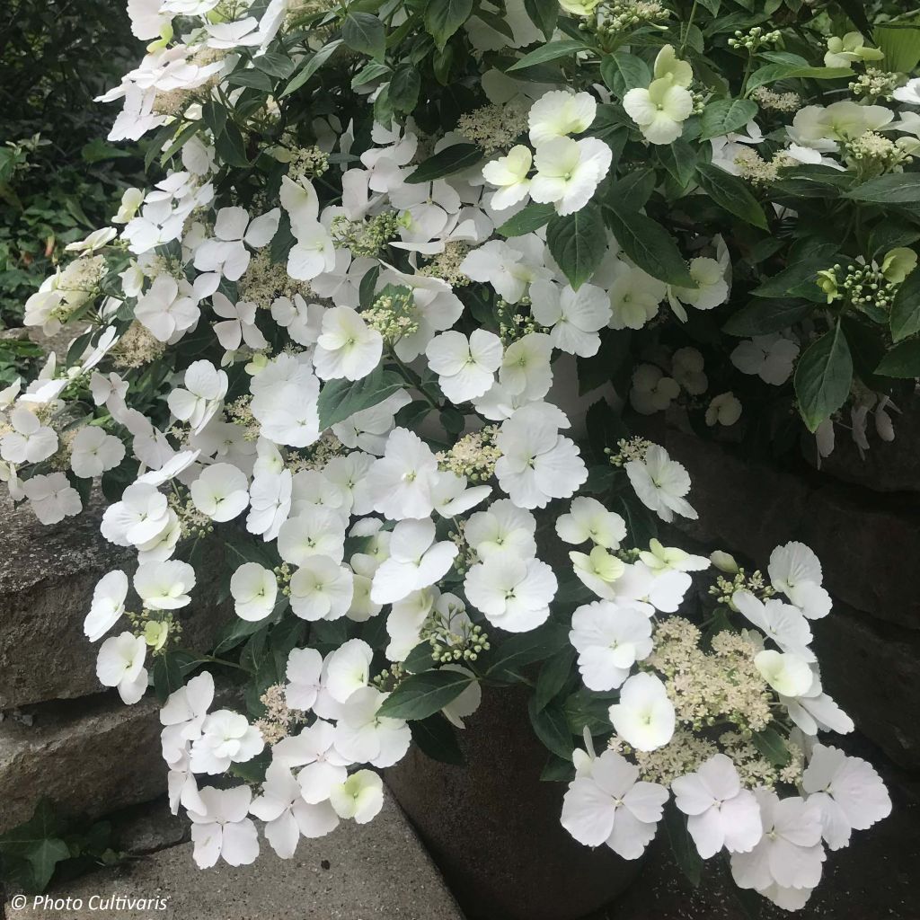 Hydrangea Runaway Bride Snow White - Guirlande hortensia