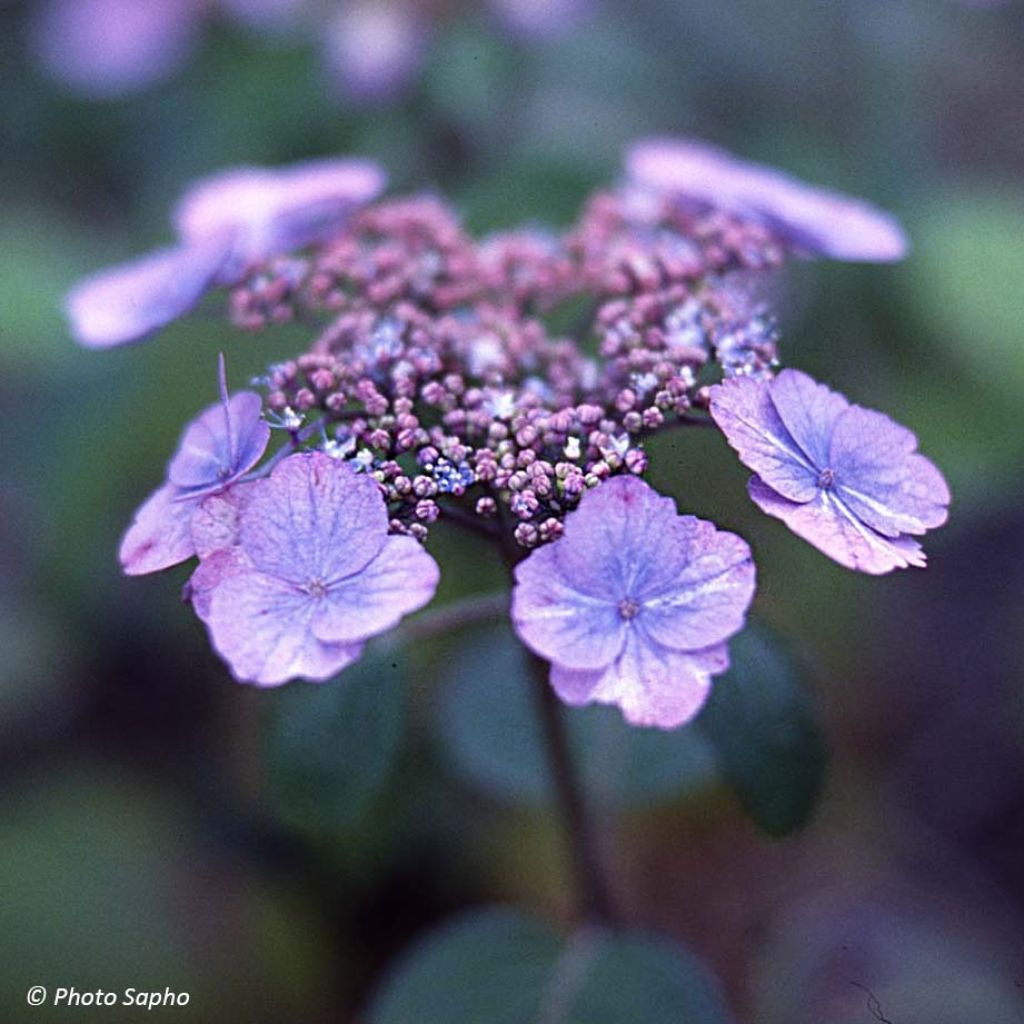 Hydrangea serrata Veerle - Berghortensia