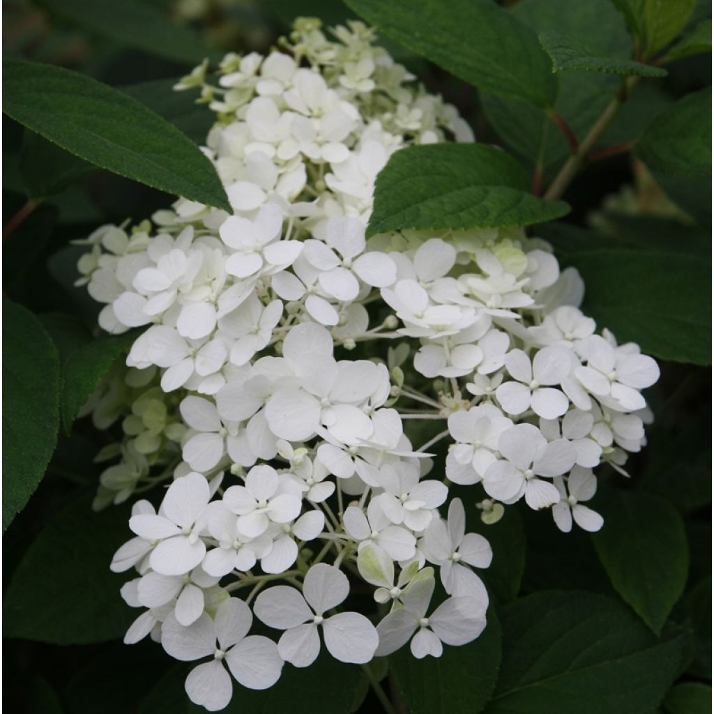 Hydrangea paniculata Bobo - Dwergpluimhortensia