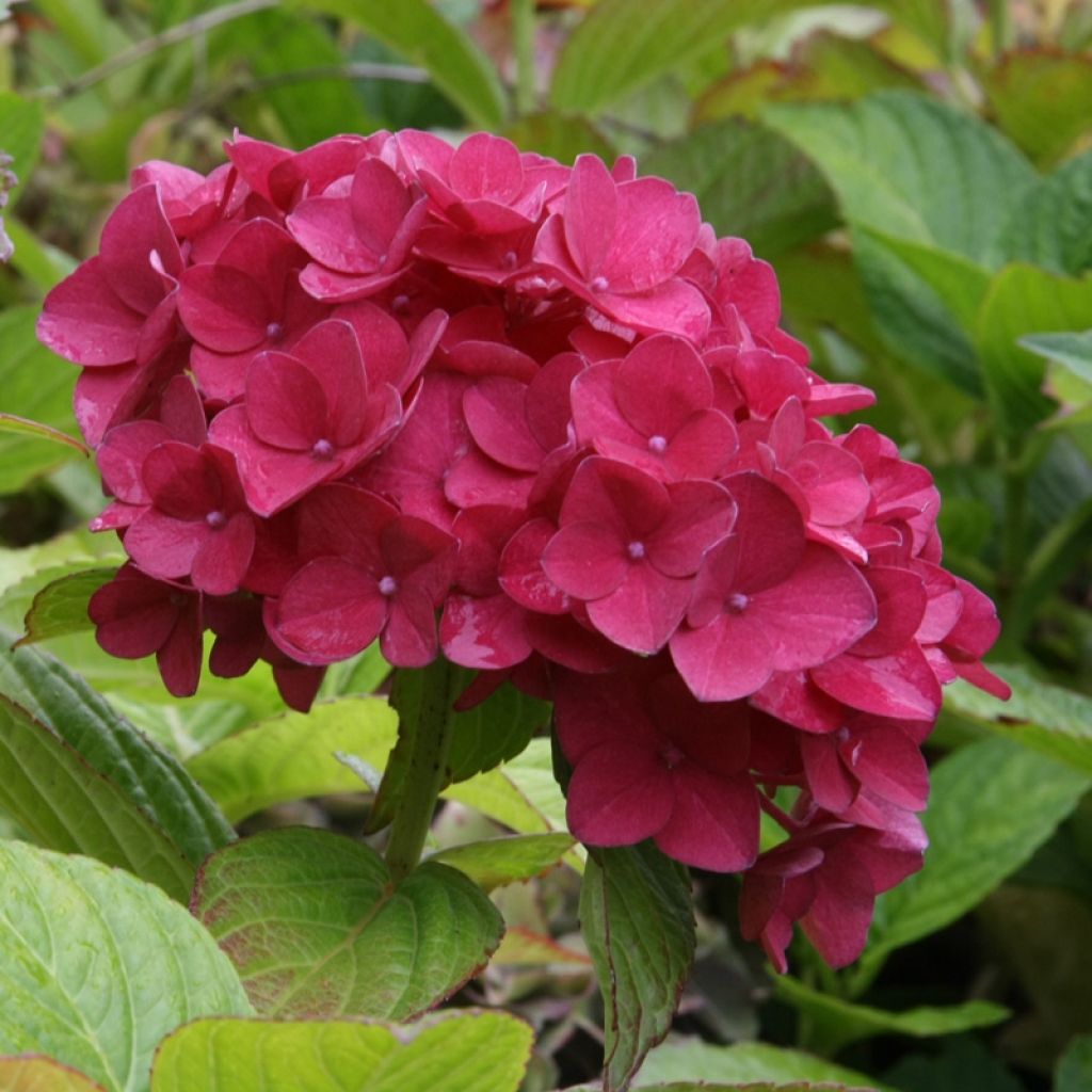 Hydrangea macrophylla Hovaria Hobergine - Bolhortensia
