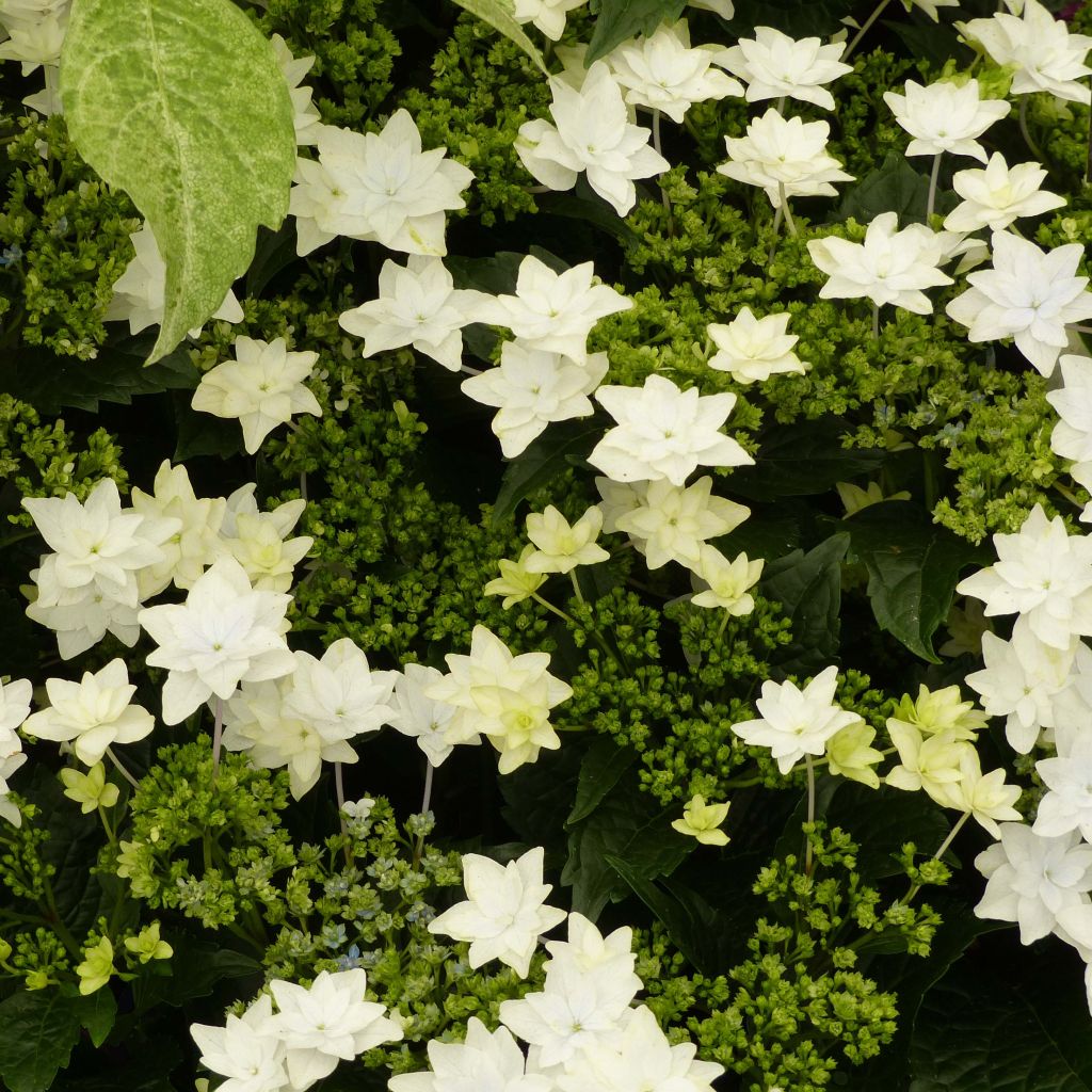 Hydrangea macrophylla Hovaria Fireworks White - Schermhortensia wit