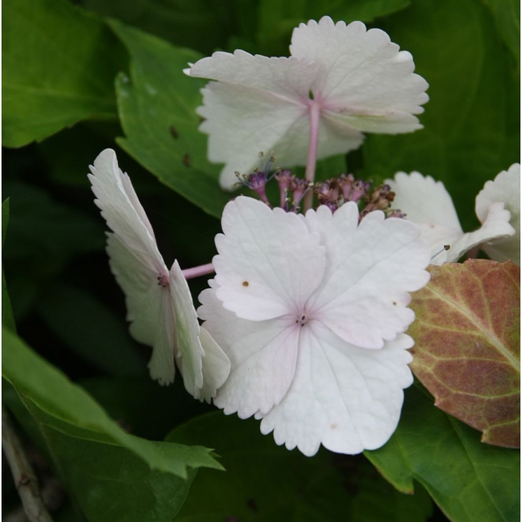Hydrangea macrophylla Koria - Schermhortensia