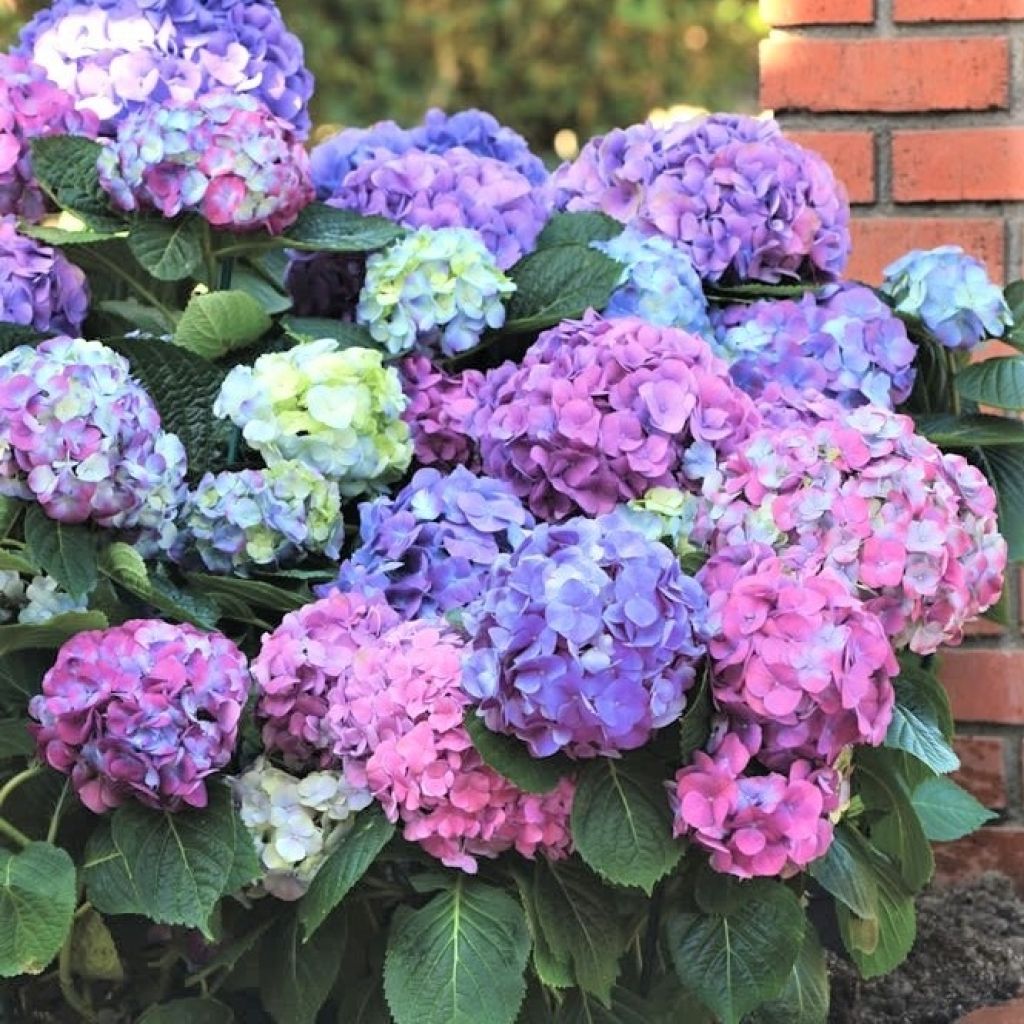 Hydrangea macrophylla L.A Dreamin Lindesy Ann - Bolhortensia