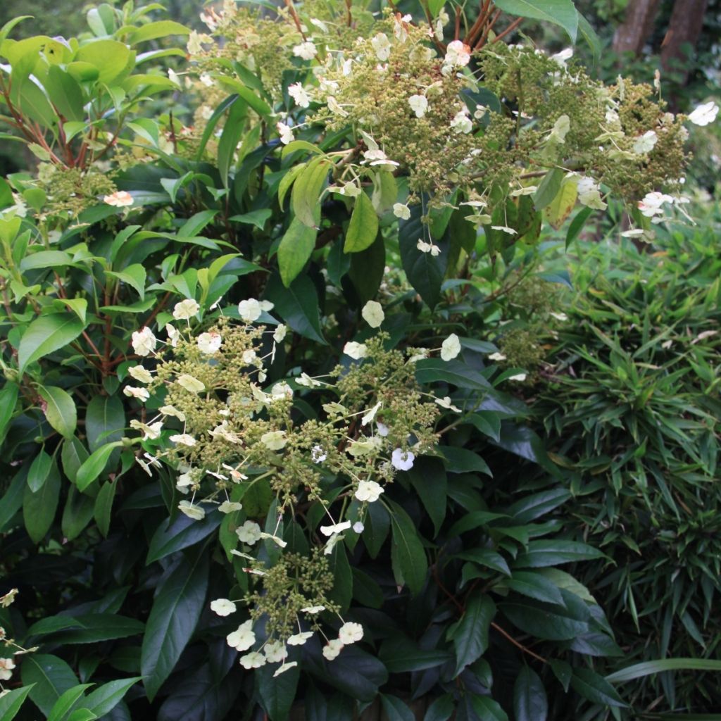 Hydrangea seemanii - Groenblijvende klimhortensia