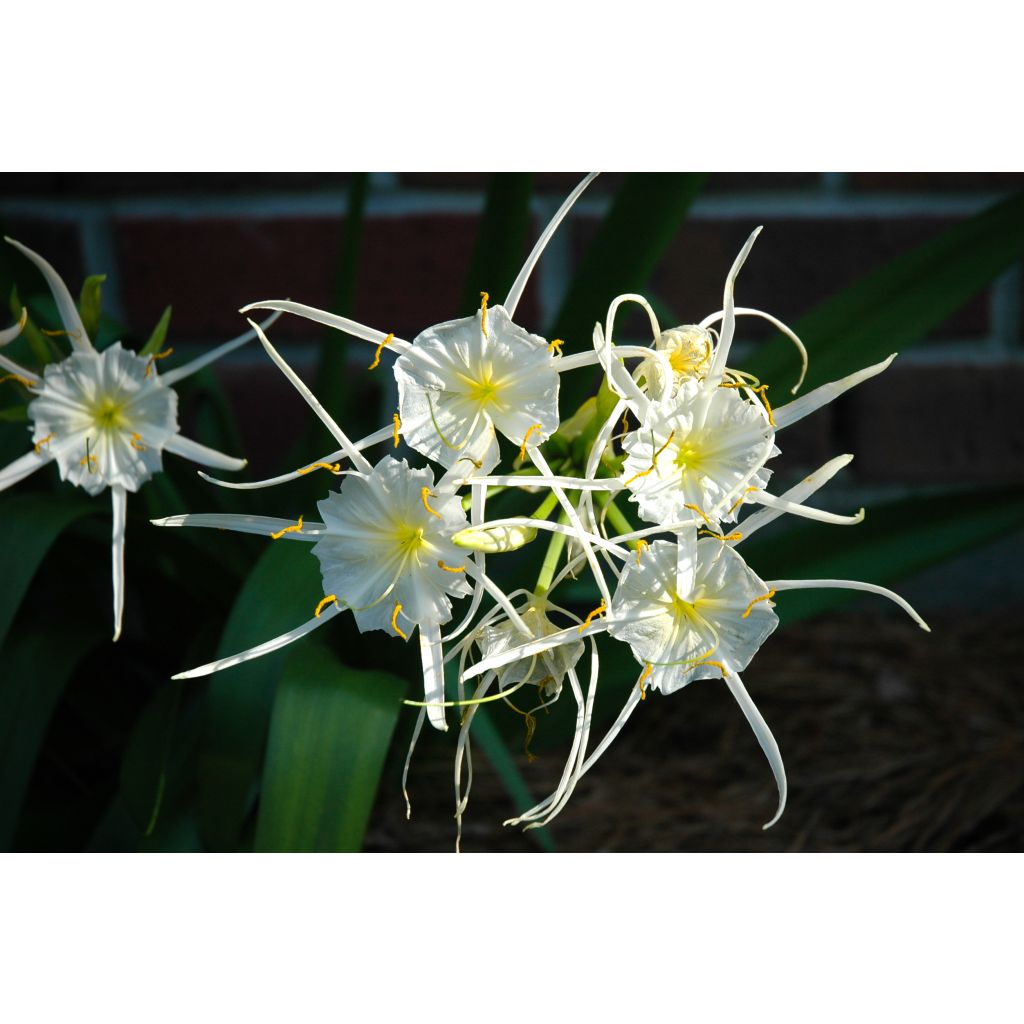 Hymenocallis festalis Wit - Spinlelie