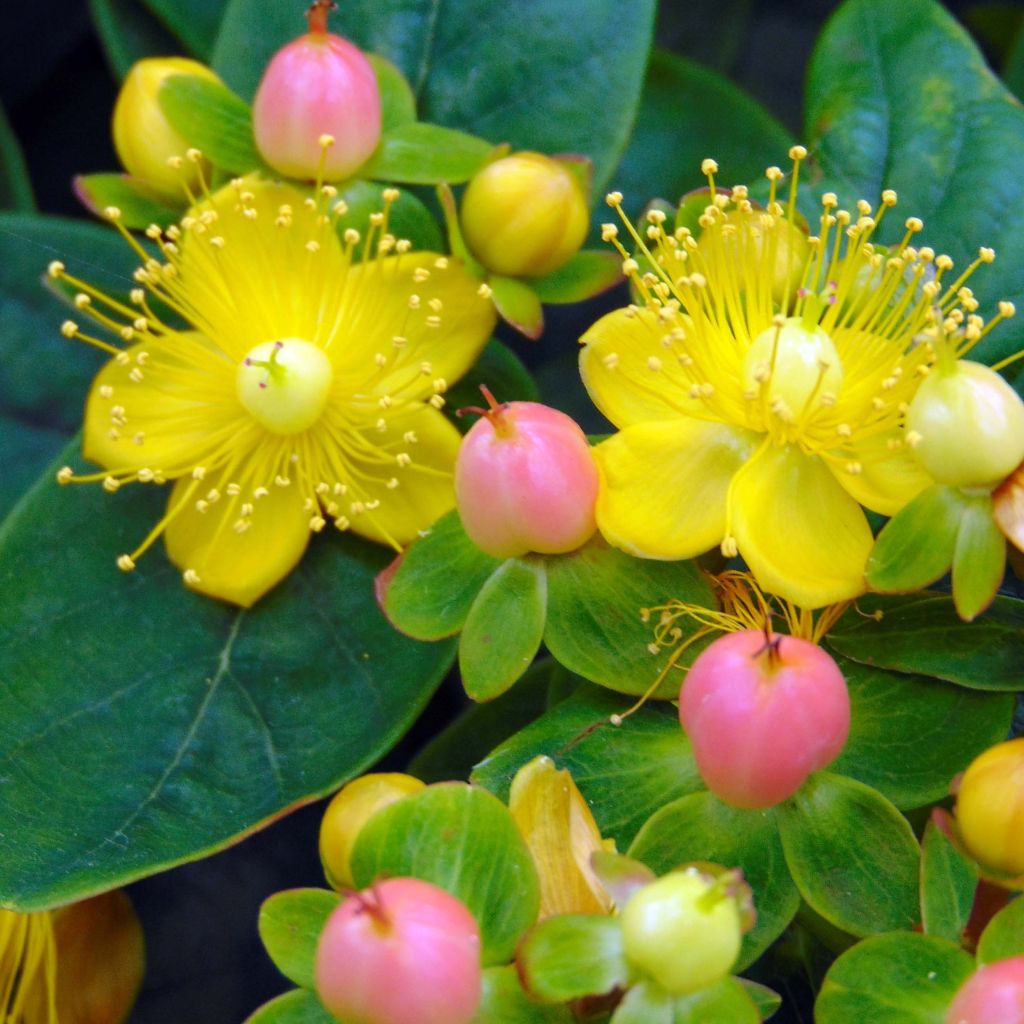 Hypericum inodorum Magical Beauty - Hertshooi