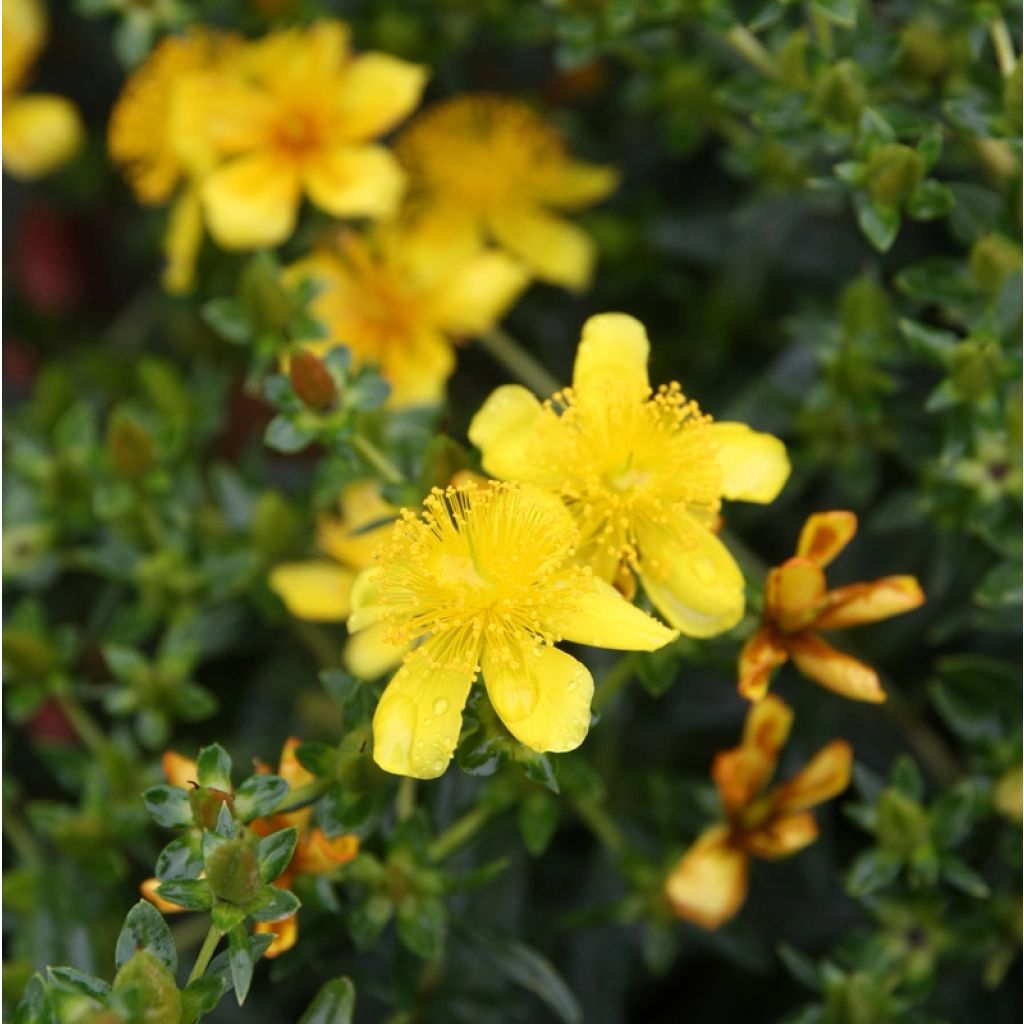 Hypericum kalmianum Gemo - Kalm's hertshooi