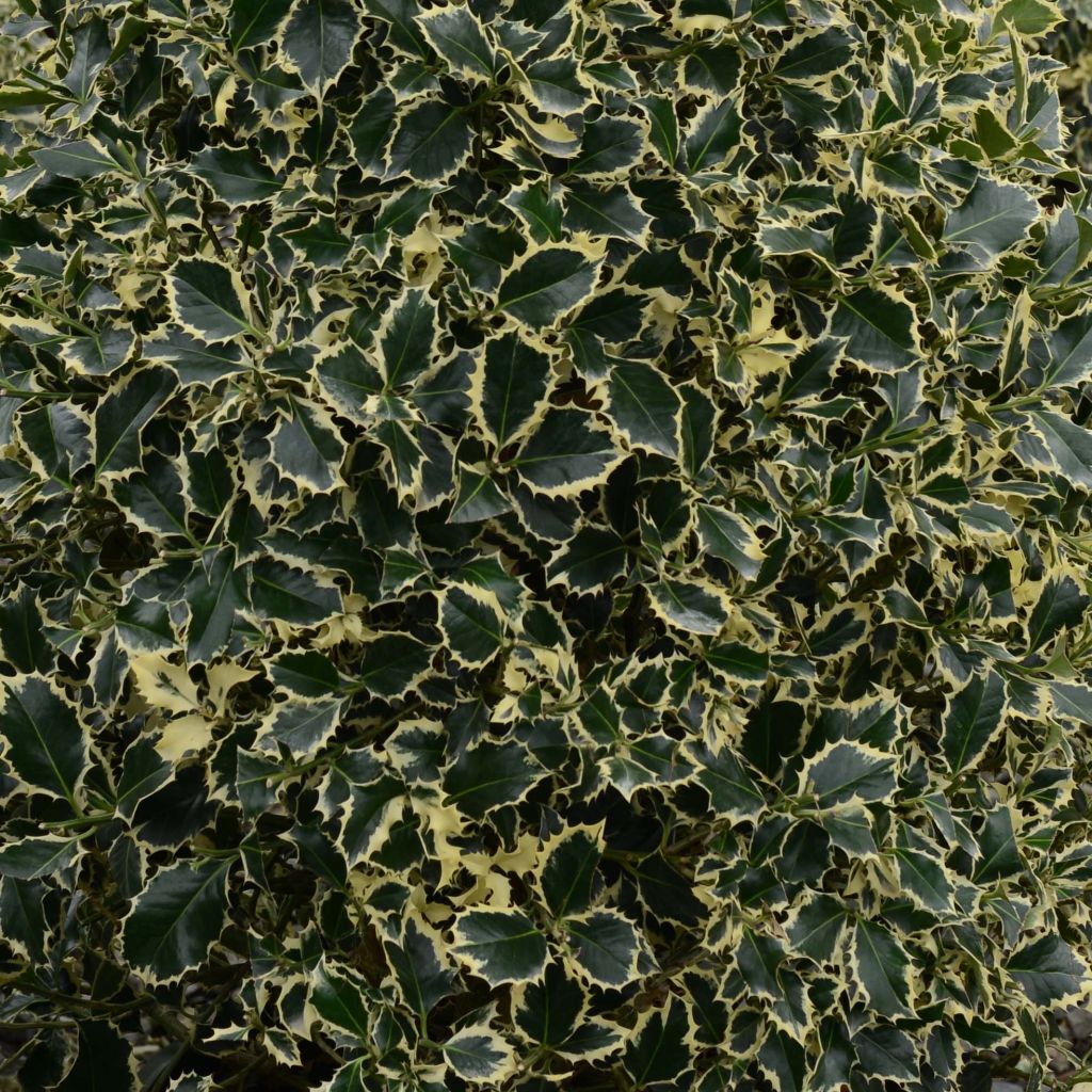 Ilex aquifolium Argenteomarginata - Hulst bont