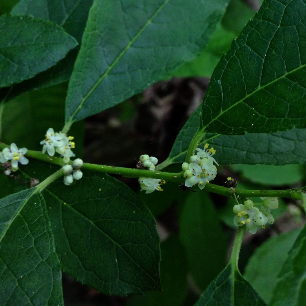 Ilex verticillata Southern Gentleman - Winterbes