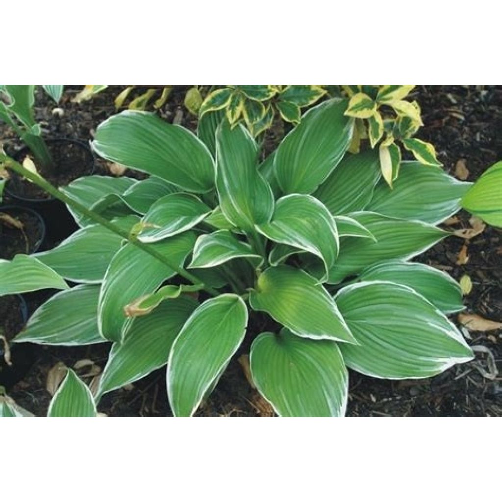 Hosta White On - Hartlelie