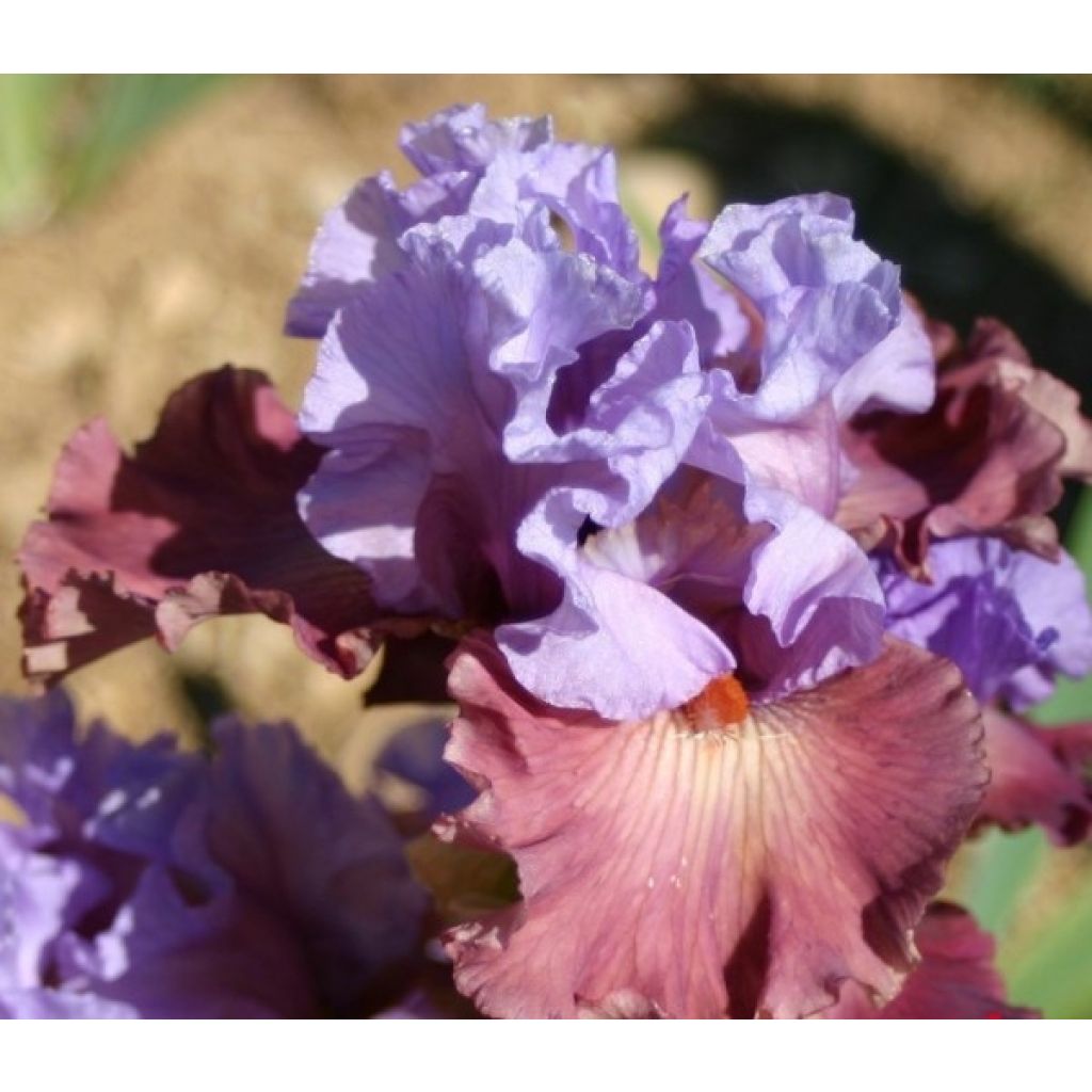 Iris germanica Adoranova - Baardiris