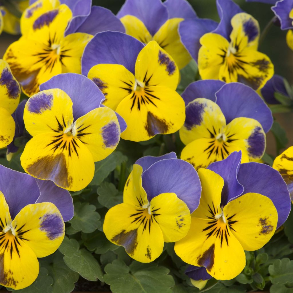 Viola cornuta Sorbet Yellow Blue Jump-Up