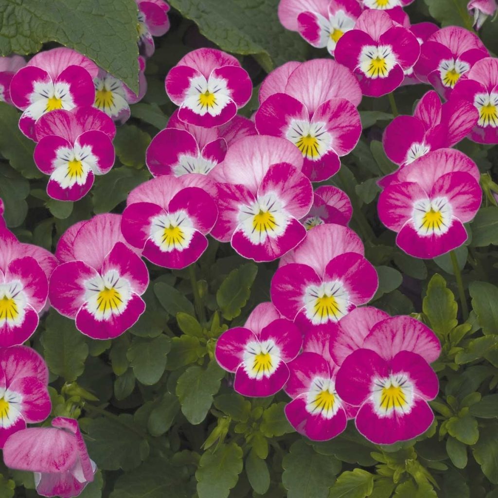 Viola cornuta Butterfly Rose White Face - Hoornviooltje