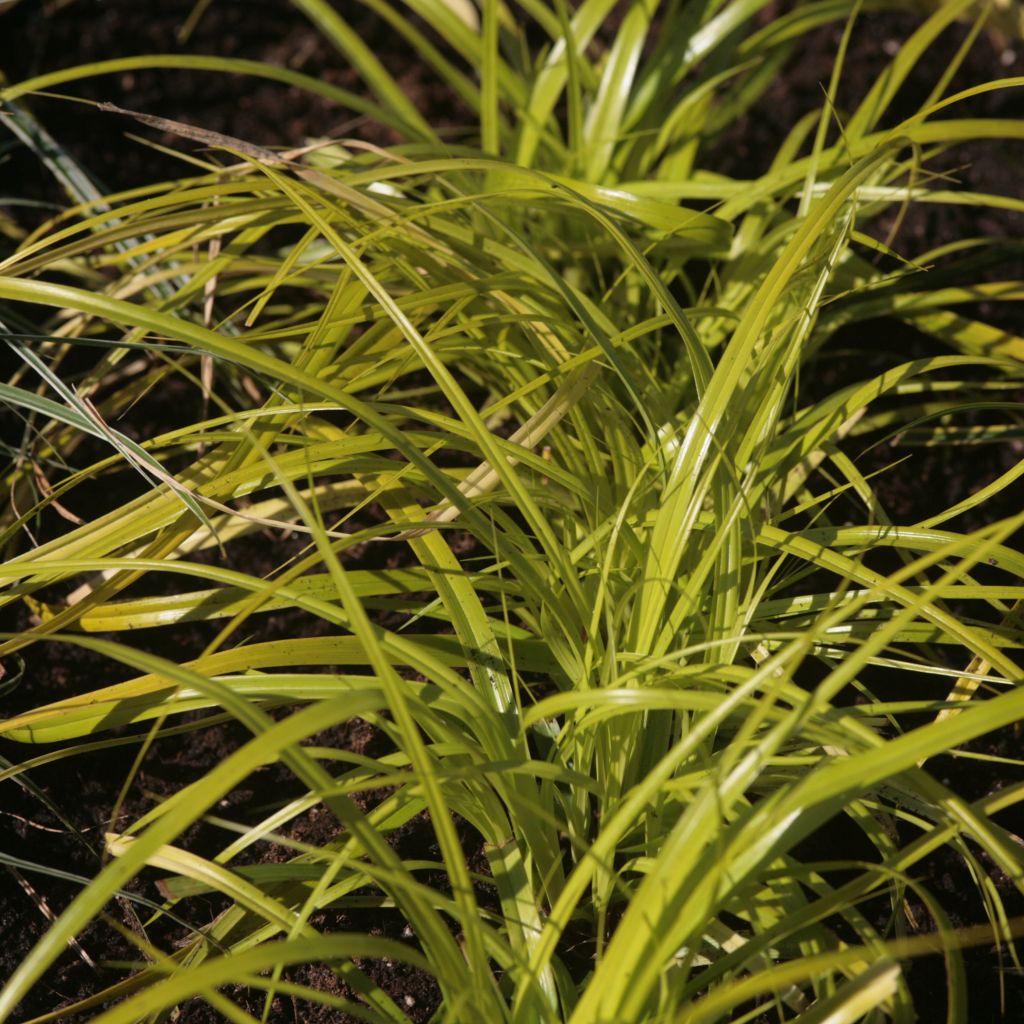 Carex oshimensis Everillo - Japanse zegge