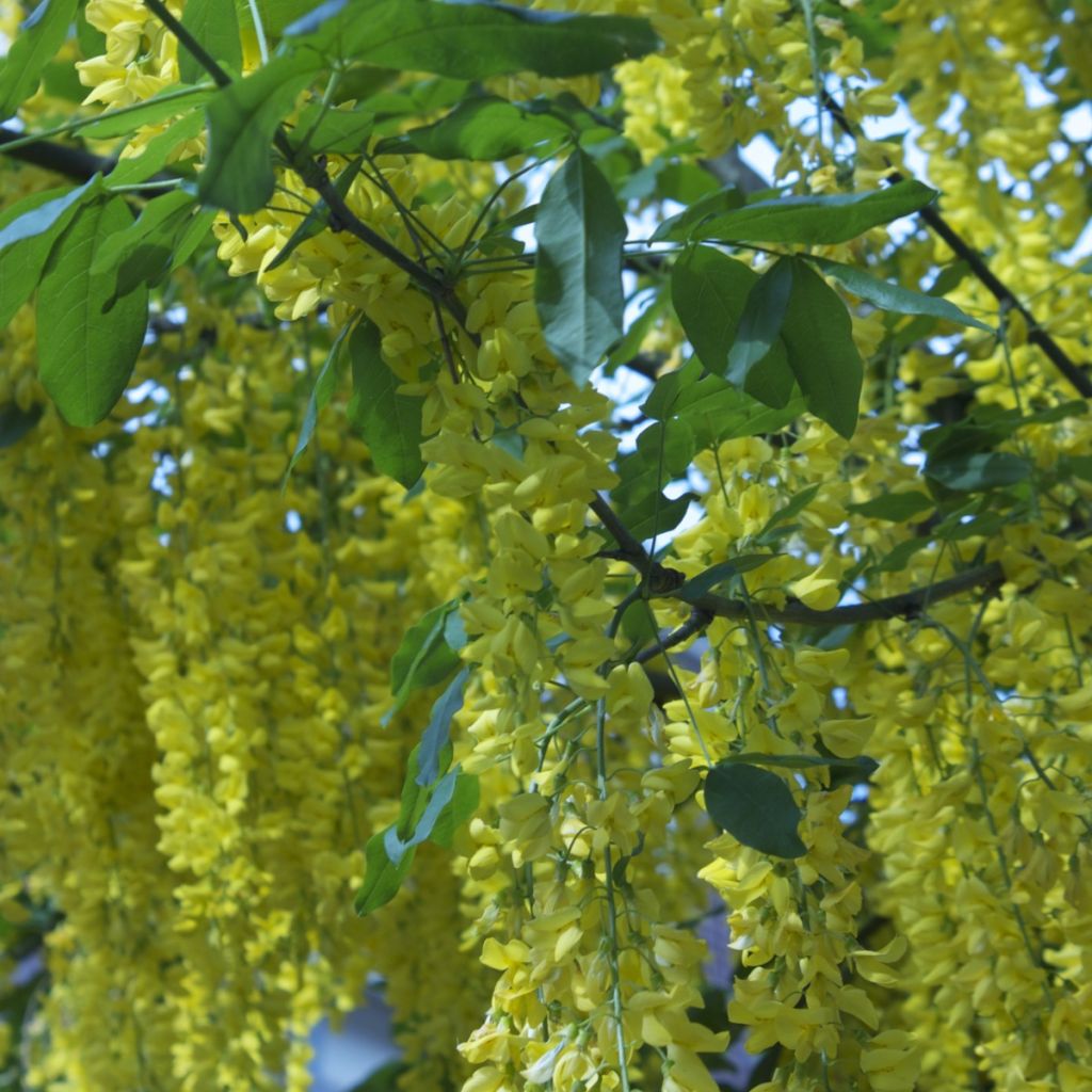 Laburnum anagyroides - Goudenregen