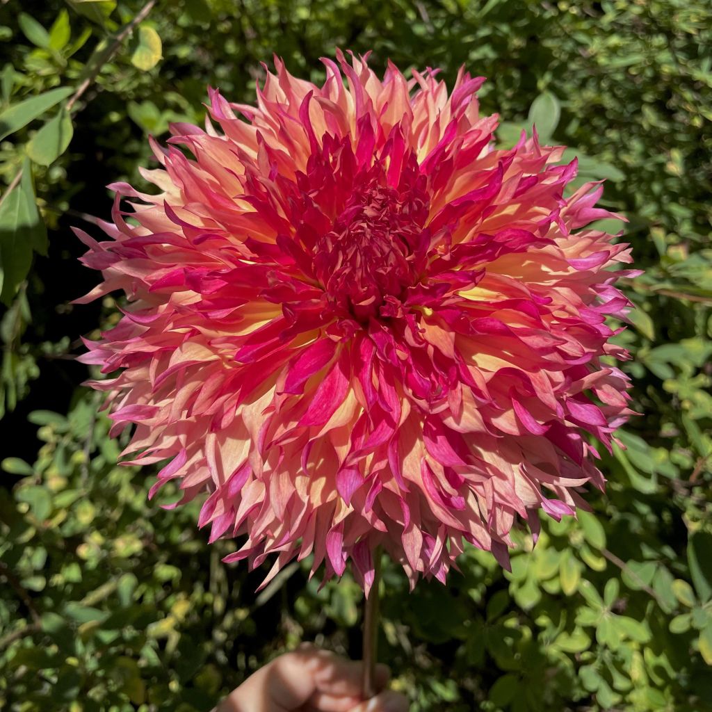 Dahlia Myrtle's Folly - grootbloemige dahlia