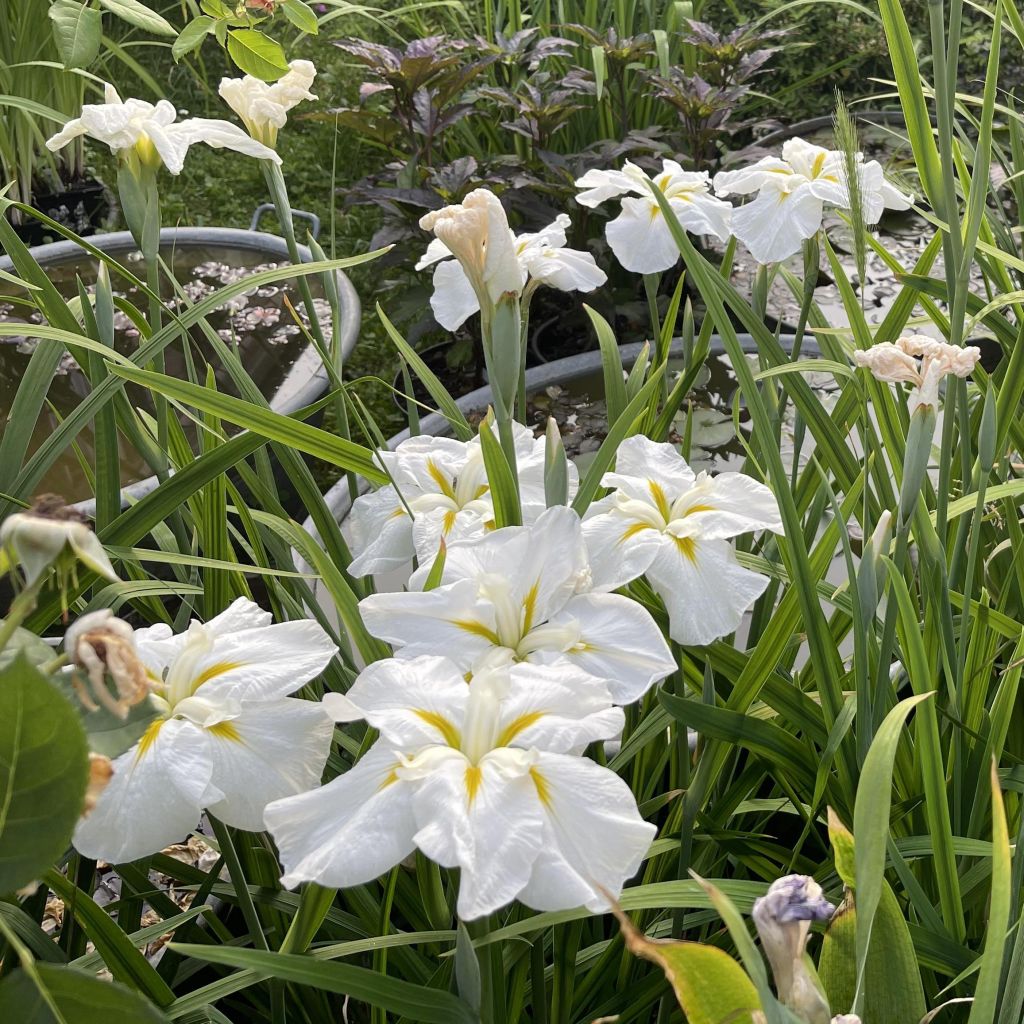 Iris ensata White Ladies - Japanse iris