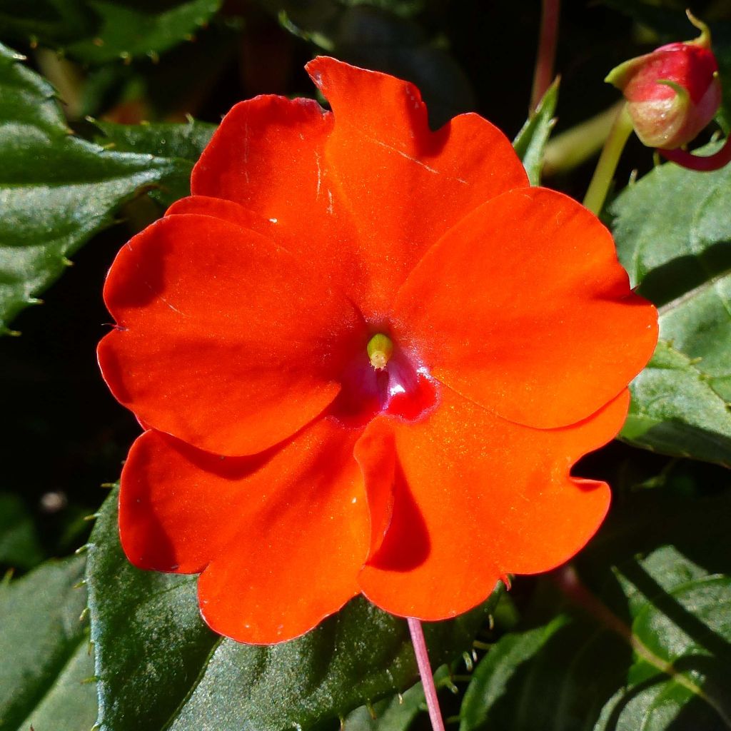Impatiens hawkeri SunPatiens Compact Electric Orange - Vlijtig liesje