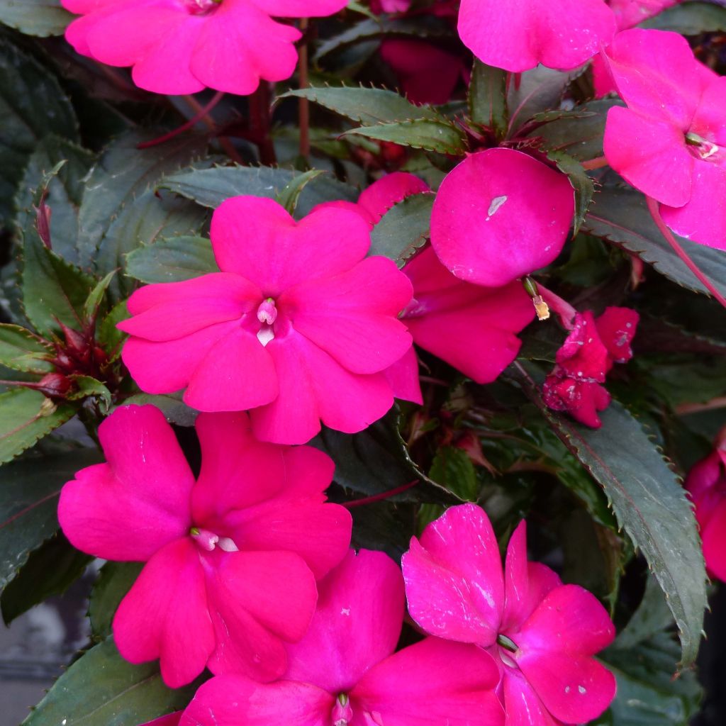Impatiens hawkeri SunPatiens Compact Purple - Vlijtig liesje