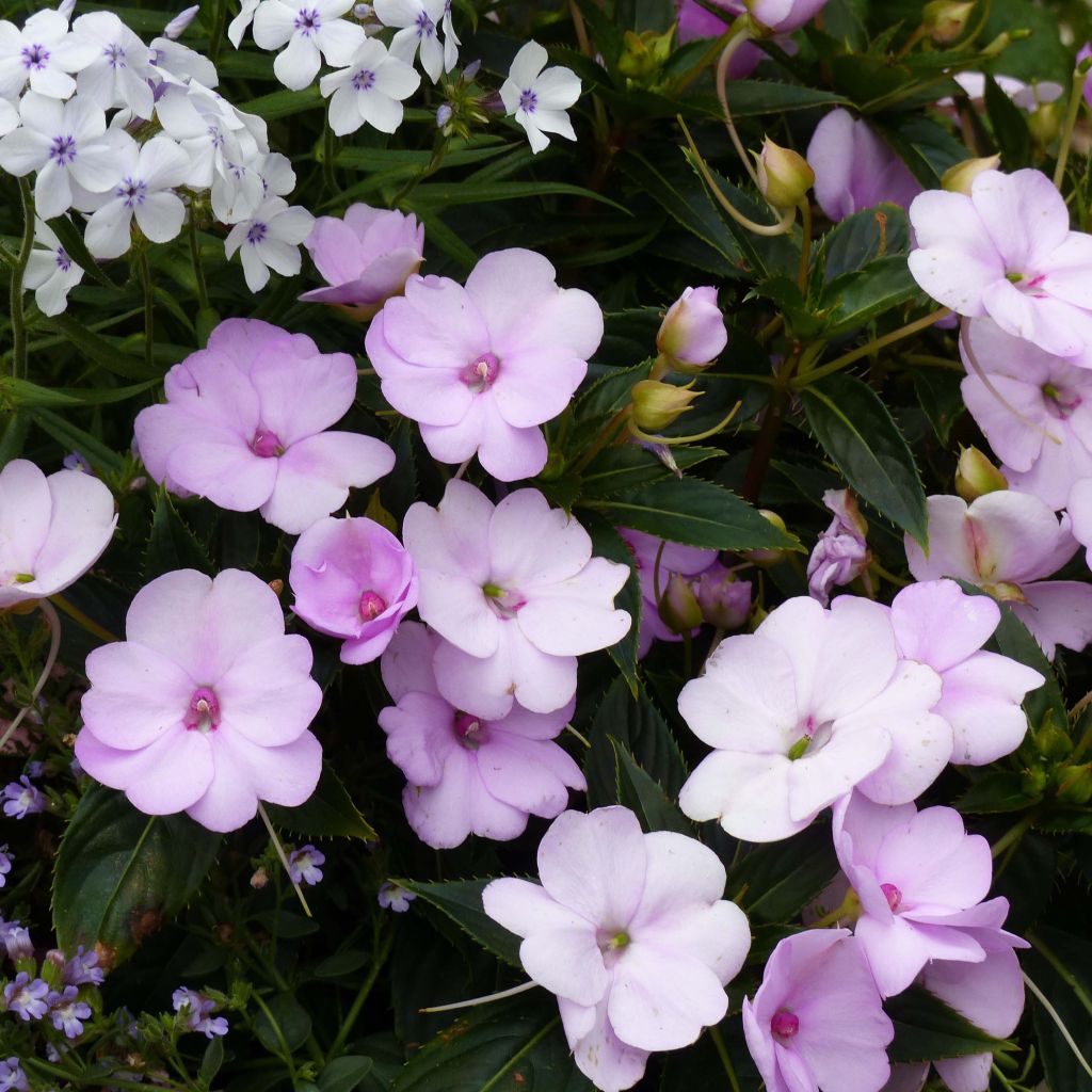 Impatiens hawkeri SunPatiens Compact Orchid Blush - Vlijtig liesje