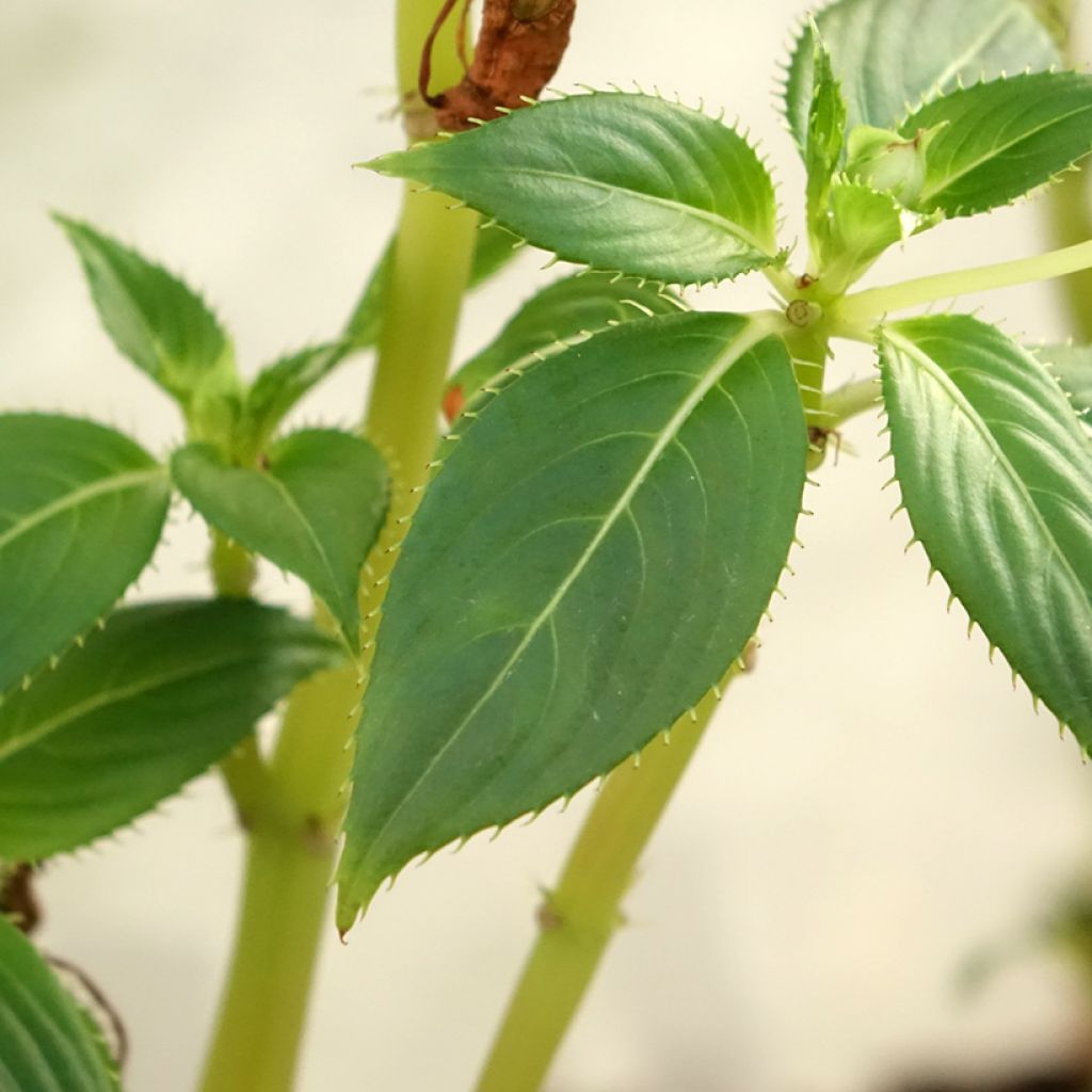 Impatiens hawkeri SunPatiens Vigorous Clear White - Nieuw-Guinea-impatiens