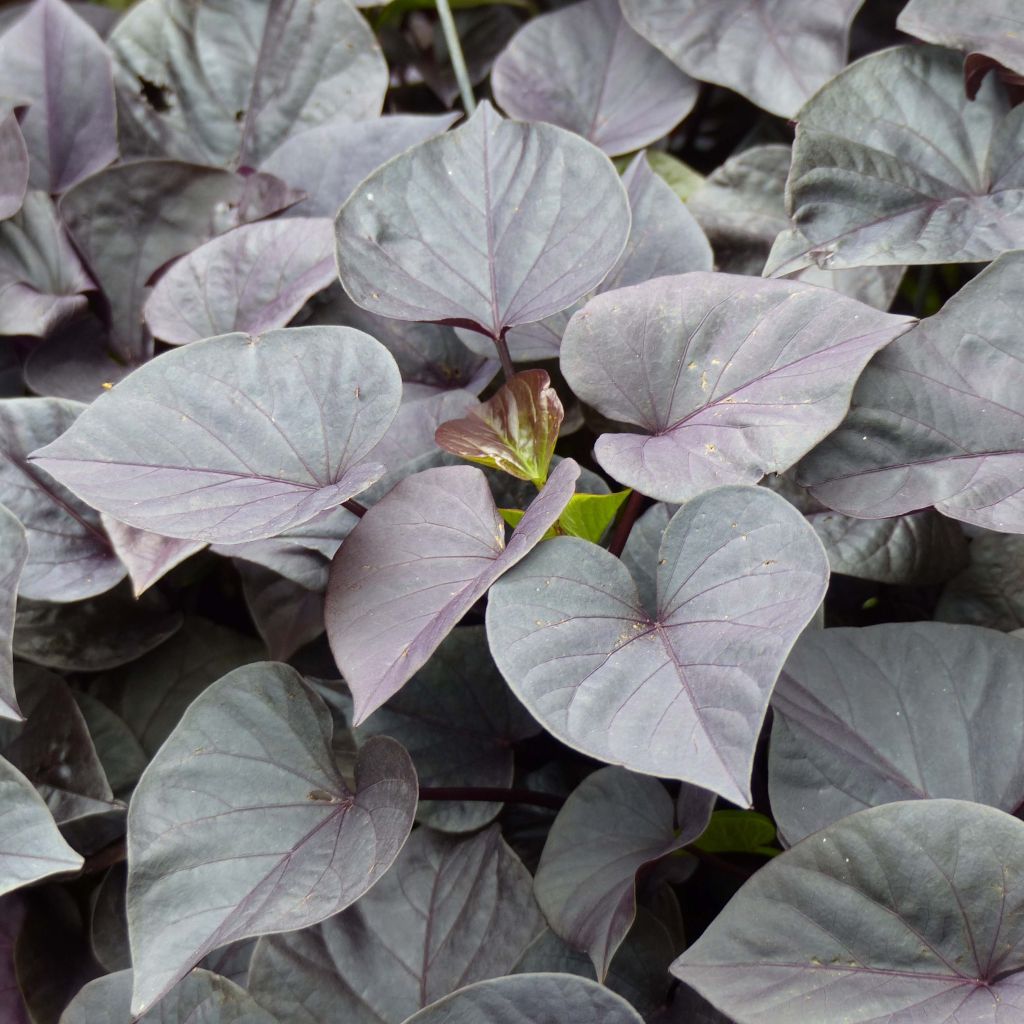 Ipomoea batatas Sweet Heart Jet Black - Zoete aardappel