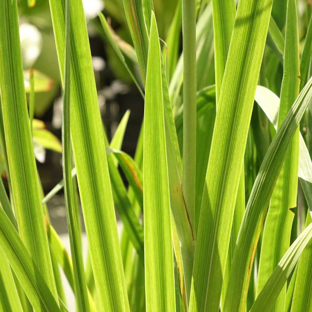 Iris ensata Dinner Plate Tiramisu - Japanse iris