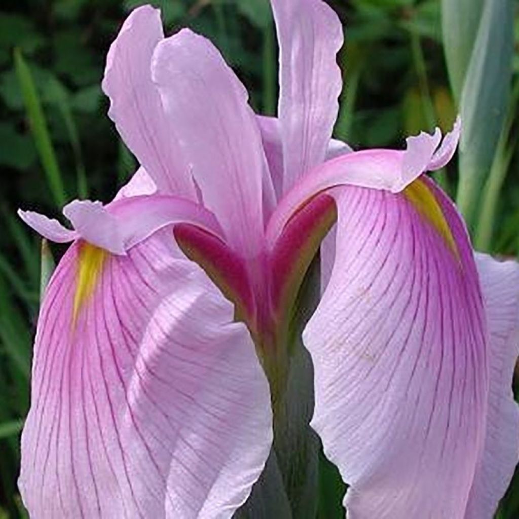 Iris ensata Rose Queen - Japanse iris