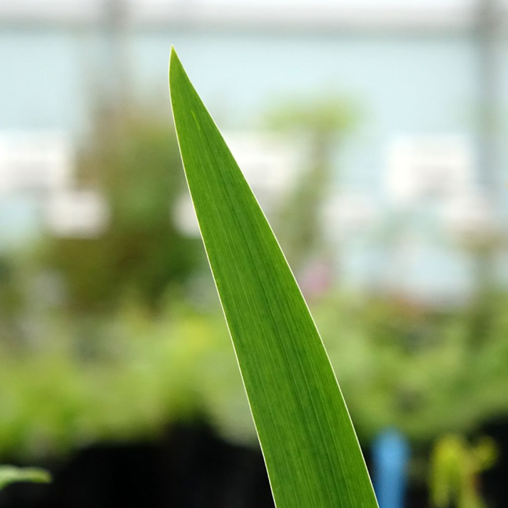 Iris germanica Agrippa - Baardiris