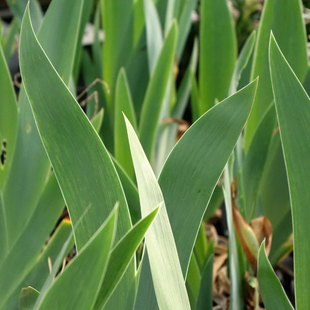 Iris germanica Black Dragon - Baardiris