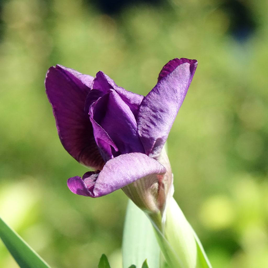 Iris germanica Color me Rose Lilliput - Baardiris