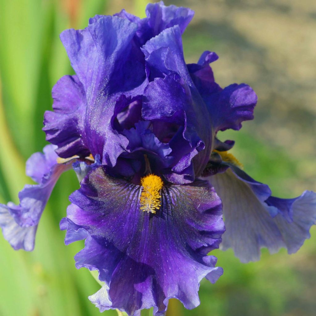 Iris germanica Deep Dark Secret - Baardiris